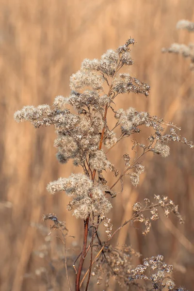 Kıştan sonra kurumuş bitki