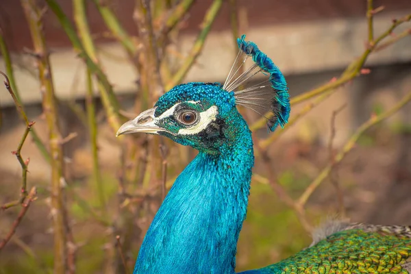 Parkta yürüyen tavus kuşu.