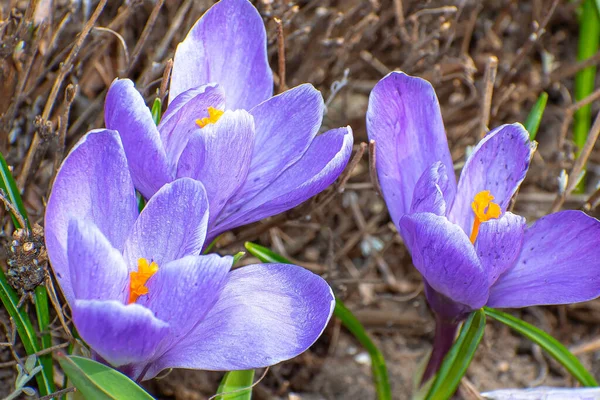 Ormandaki ilk mor çiçekler