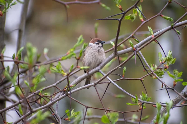 Serçe dalda oturuyor.