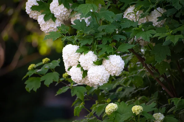 Ağaçtaki güzel beyaz yaz çiçekleri