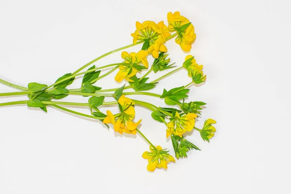 Beyaz arka planda taze kır çiçekleri