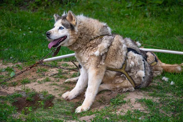 Cane Una Squadra Esausto Dal Caldo Dalla Stanchezza Dopo Aver — Foto Stock