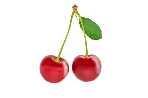 Two Cherries Isolated White Background — Stock Photo, Image