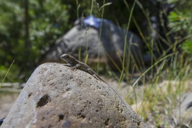 Kertenkele algılamak güneşte emmek için bir kayanın üzerinde.
