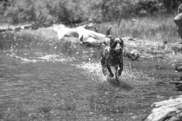 Queensland Heeler Działa Wodzie Tworząc Splash Jeziorze — Zdjęcie stockowe