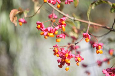 bahar uyanış. sabah çiçekler