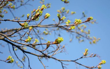 doğanın uyanış. güneşli bahar sabahı