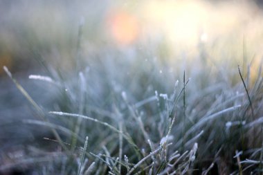 çim. soğuk sabah. Ekim