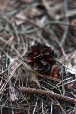 Orman yaz aylarında çarpmak