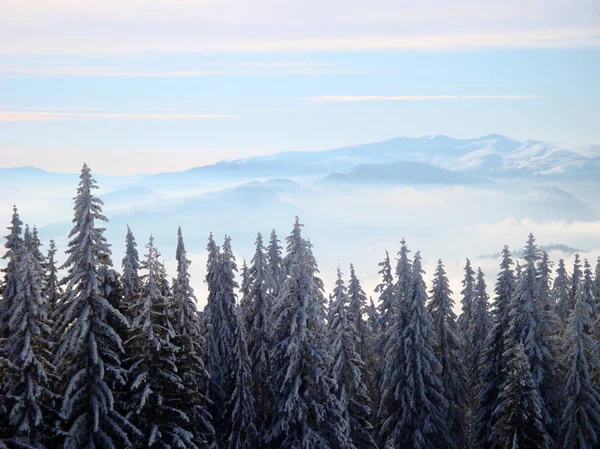 Zima Las Słoneczny Poranek — Zdjęcie stockowe