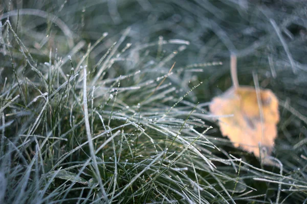凍りつくような朝 — ストック写真