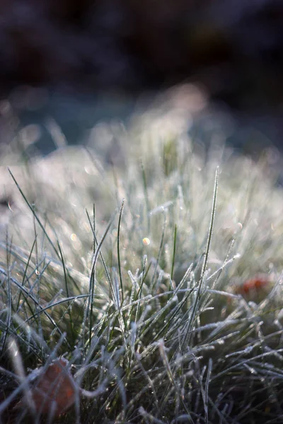 Gras Frosty Morgens Oktober — Stockfoto