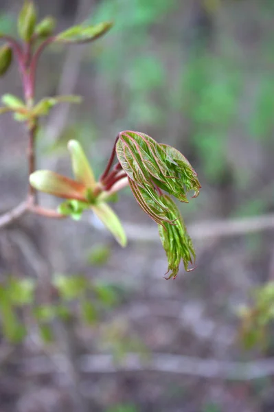 Awakening Nature Spring — Stock Photo, Image