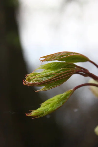 Despertar Naturaleza Primavera — Foto de Stock