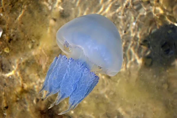 Medusas Vida Mar Seus Habitantes — Fotografia de Stock