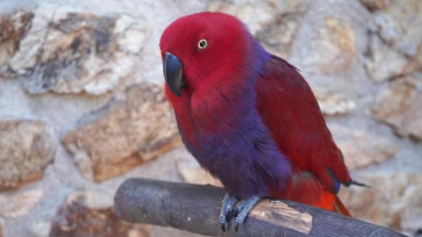 Loro rojo sobre el fondo de piedras — Vídeo de stock