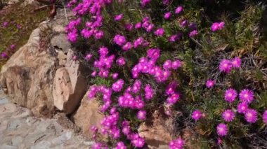 Çiçekli ağaç güzel kırmızı çiçekler
