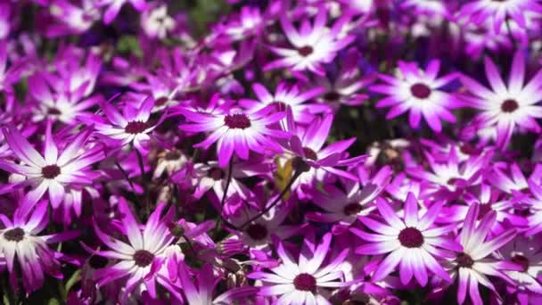 Survolant un champ de belles fleurs bleues et pourpres — Video