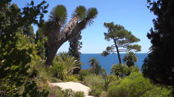 Mediterrán és trópusi növények a botanikus kertben — Stock videók