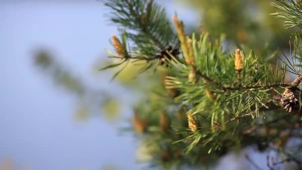 Árbol de Navidad, Rama de pino, Primer plano del cono de coníferas soplando en el viento. Primer plano - hasta de ramas de abeto jóvenes — Vídeos de Stock