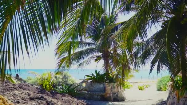 A la sombra de palmeras sobre laguna tropical — Vídeos de Stock