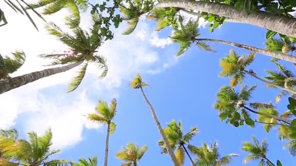 Looking up through the palm trees — Stock Video