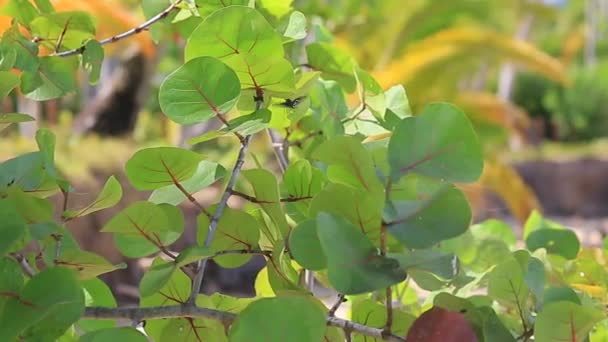 Colibrí vuela sobre vegetación tropical — Vídeos de Stock