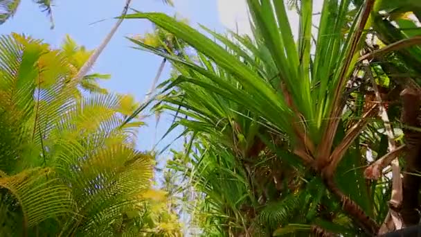 Beweging door de palmbomen — Stockvideo