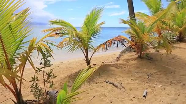 Beweging door de kleine palmbomen — Stockvideo