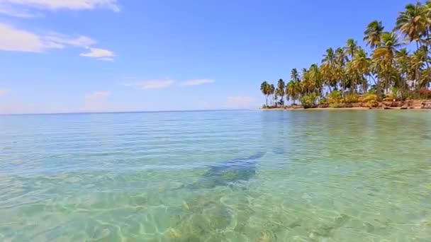 Widok z wody do dzikiej plaży i wysokich palm — Wideo stockowe