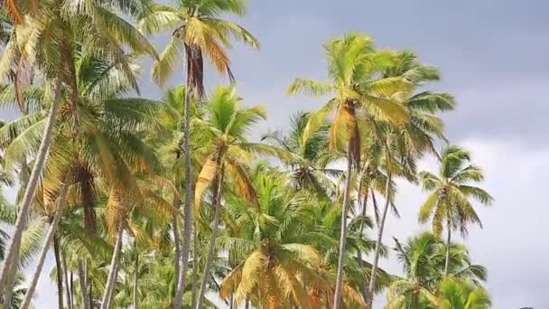 La cámara se mueve de las copas de las palmeras a la playa salvaje y la última persona que sale. Como si estuvieras solo en este planeta — Vídeos de Stock