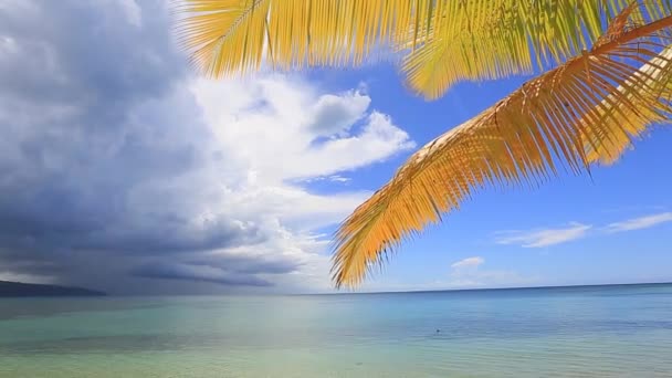 Palmbomen en planten boven tropische lagune met wild strand — Stockvideo