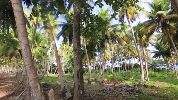 360 stopni widok okręgu na palmy i rośliny z dzikiej plaży — Wideo stockowe