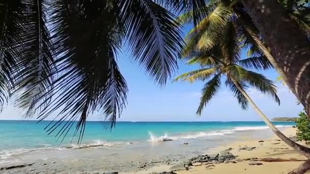 Tropik yaban sahillerinde, palmiye ağaçlarının gölgesinde. — Stok video