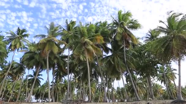 Omhoog en rond kijkend naar de lucht en wolken, duizelig — Stockvideo