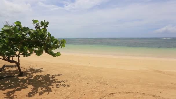 Playa vacía con arena amarilla, mar azul y un árbol con sombra — Vídeo de stock