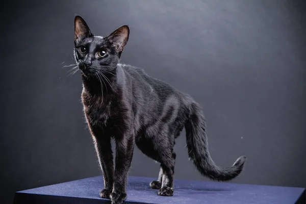 Gato negro juguetón inteligente sobre un fondo negro — Foto de Stock