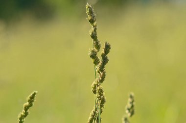 Güzel yaz alan manzara