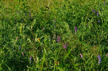 Güzel yaz alan manzara