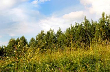 Güzel yaz alan manzara