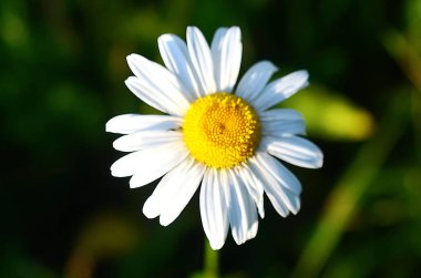 Güzel yaz alan manzara