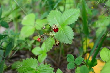 Güzel yaz alan manzara