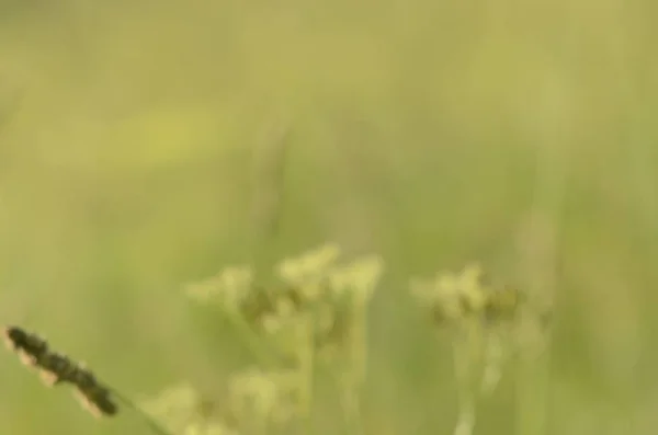 Mooie Zomerse Veld Landschap — Stockfoto