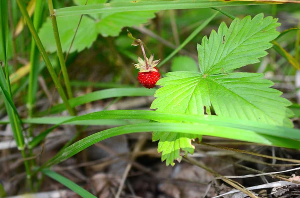 Güzel yaz alan manzara