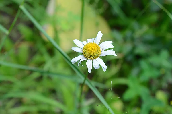 Krásné Letní Pole Krajina — Stock fotografie