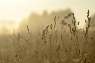 Güzel yaz alan manzara