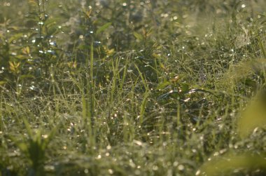 Güzel yaz alan manzara