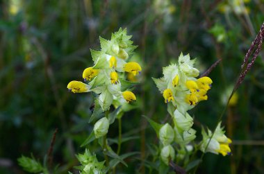 Güzel yaz alan manzara