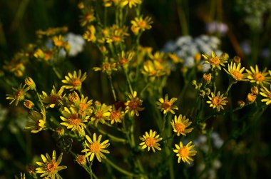Güzel yaz alan manzara